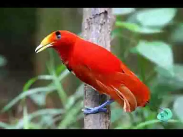 Video: Beautiful Exotic Birds with Relaxing Music and Bird Sounds